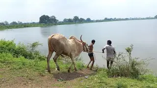 Khillar Bull jumping and swimming।bull Enjoy swimming।बव्या। Bull running for swiming।