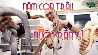 Năm con TRÂU thì nuôi rắn gì??? Rắn hổ trâu đột biến | WILDVN TV