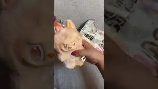 Unboxing BIE labubu #labubu #bie