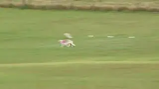 Borzoi Lure Coursing Open final 11 25 2023