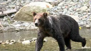 Wildlife photo slideshow