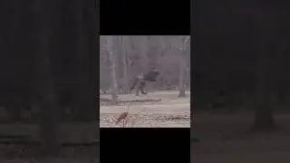 WEREWOLF Caught on Camera 😱 (Real Footage!?) #creepyvideos #horror #scarytiktoks