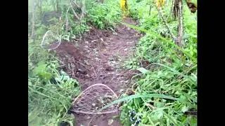 Find Quail in forest trap​​ - Easy Deep Hole Quail - How to Find Trap quail Pailin