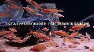 Tanganyika Paracyprichromis Nigripinnis Albino Aquarium
