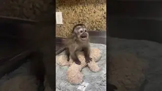 Cute monkey 🐵😍 #monkey #primate #babyanimals #gorila #cuteanimals #chimpanzee #family #funny