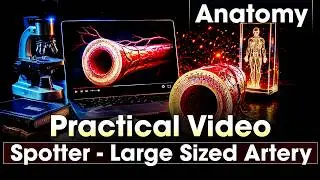 Spotter &ndash; Large Sized Artery | Dr. Tejaswi | Anatomy MBBS | DocTutorials