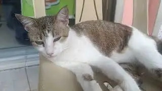 Did I Awake the Cat? 😊 #prettycat #cuteanimal #trending #adorable #cutecat #viral #shorts 