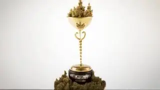 Cindy White Strain from Green Solution