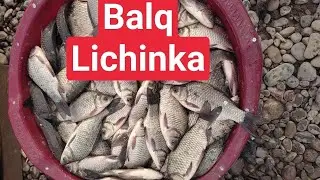Baliq lichinkasi bor +9