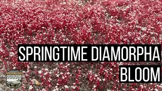 Diamorpha: Rare Springtime Wonder - Arabia Mountain National Heritage Area