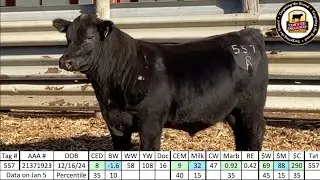 Angus Bull 557 - Rhodes Angus 2026