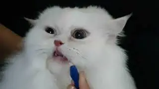 Feline Oral Care: Watch this Cat Brush it's Teeth.