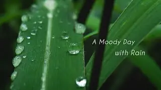 Moody Day with Rain | Closeup shots & Cinematic Video | Nature | Monsoon