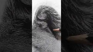 Realistic Hyena drawing | #shorts #youtubeshorts justpencilsketch #trending