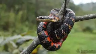 Herping Tours - Colombia - EN Fire-Bellied Snake (Erythrolamprus epinephelus) - ES Falsa Coral.