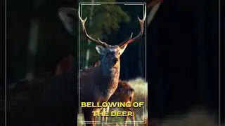 Animals and Birds Ringtones with amazing wallpapers