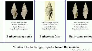 Nilvi&auml;iset, lahko Neogastropoda, heimo Borsoniidae bathytoma mollusca nivalis fissa Typhlodaphne