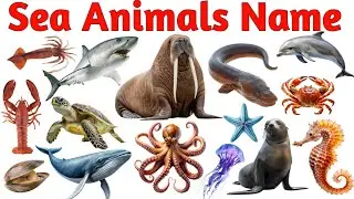 Learn Sea Animals Name for kids | Ocean Creatures Name with Picture & Sounds