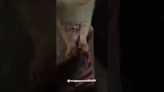 Anak kucing lucu doneng sama donat #cat #kawaiii #catlover #cute #oren #pets #funny