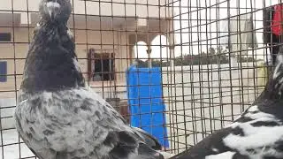 Gsrikanth B.s pigeons border pigeons pair