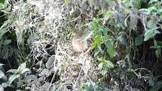 A Water Vole Perfects the distinctive Art of the Plop!