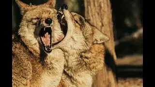 Pack Hunters VS Solo Predators | Who Really Wins