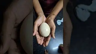 Peacock egg #peacock #egg#peacockegg#nature #egghatching