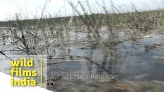 Indian Wetland: Gujarat