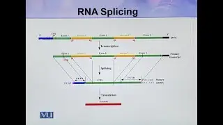 RNA Splicing | Cell Biology | BIO5105_Topic113