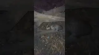 cat kuchh dhundte hua|| cat give the smile channel...