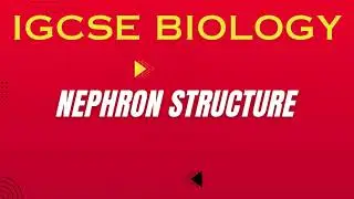 Nephron Diagram & Structure Explained | IGCSE Biology