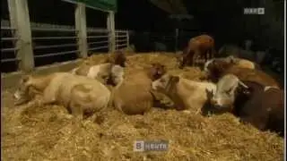 Energiekreis Haller in Burgenland heute