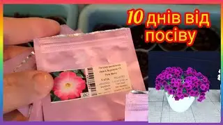 Результат🌺 посіву‼️Чиє  насіння краще⁉️Петунія🌺🌿#garden #flowers #квітитаінше  #петунія #petunia 