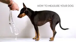 How to measure your dog
