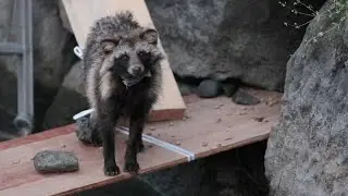 New COVID origins data point to raccoon dogs in China market