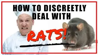 Discreet Restaurant Rat Removal, Crumbs, Closed, Customer Saw Rat, Seasons, Backdoor, Orlando Area