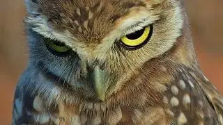 owls video | owls species| owls wildlife | owls wildlife documentary|owls hunting | mysterious owls