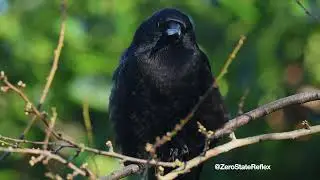 My One Eye'd Crow Buddy Relaxes In a Tree