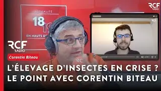 Ynsect en sursis. Quel avenir pour l&rsquo;&eacute;levage d&rsquo;insectes ? Corentin Biteau