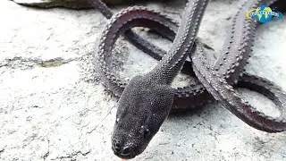 ULAR NAGA JAWA, BUKAN CUMA MITOS! #Xenodermusjavanicus #pustakasukma #snake #ularnaga #dragonsnake