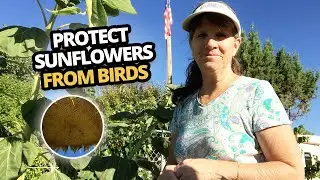 The Best way to protect sunflower heads from birds.