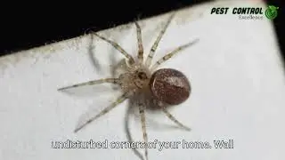 Wall Spiders: How to Identify & Control Them | Pest Control Excellence