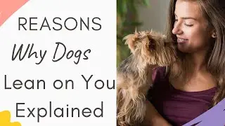 Why Does My Dog Lean On Me With His Backside (Reason Explained)