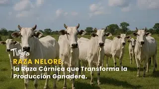 Raza Nelore, la Raza Cárnica que Transforma la Producción Ganadera – TvAgro por Juan Gonzalo Angel