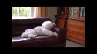 White Standard Poodle...To play or not to play !