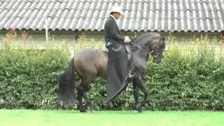 MILLONARIO DE CHAPALA PASO FINO COLOMBIANO