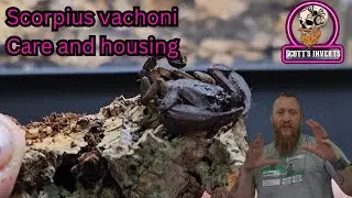 scorpiops vachoni care and rehousing #forestscorpion