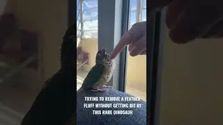 Green cheek conure problems
