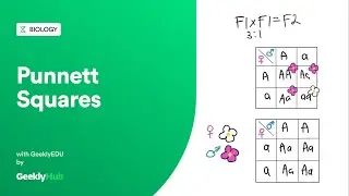 #GeeklyHub Punnett Squares: How to Predict Offspring Features
