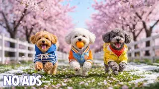 12 Hours of Dog TV for Dogs to Watch🐶 Anti-Separation Anxiety Relief for Sleep💖Stress Relief